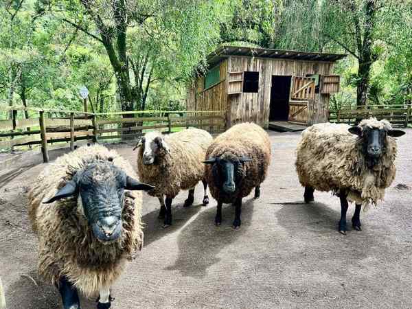 Fazendinha Toriba em Campos do Jordão – foto 2
