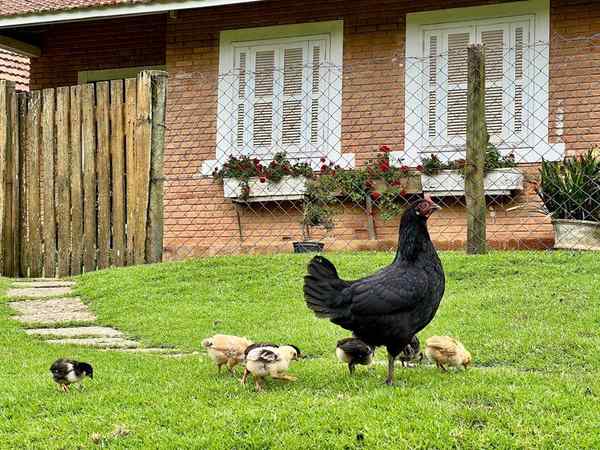 Fazendinha Toriba em Campos do Jordão – foto 3