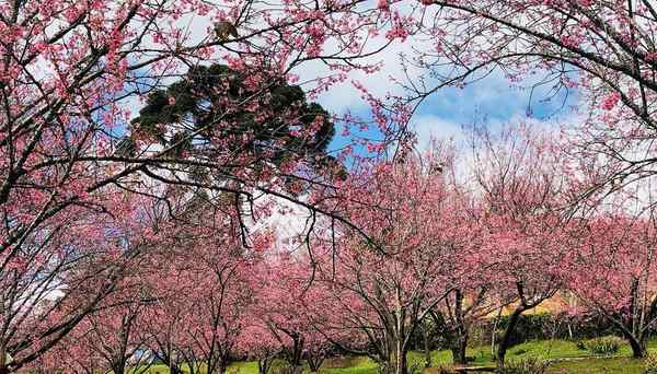 Parque das Cerejeiras em Campos do Jordão