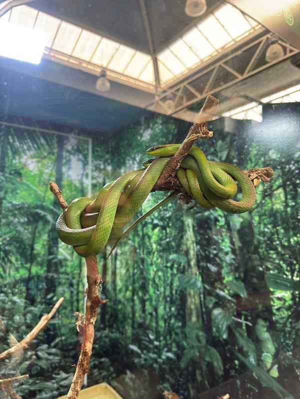 Animais Incríveis em Campos do Jordão – foto 3