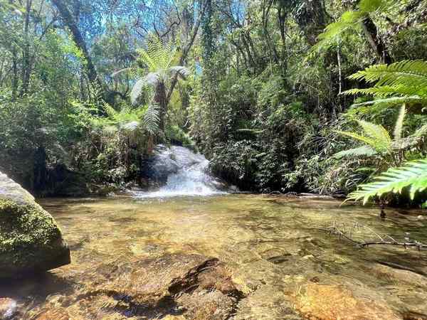 Horto Florestal (Parque Estadual) em Campos do Jordão – foto 3