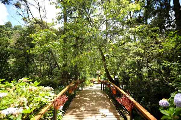 Bosque do Silêncio em Campos do Jordão – foto 3