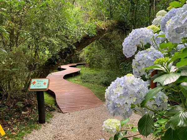 Bosque do Silêncio em Campos do Jordão