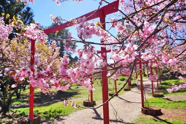 Parque das Cerejeiras em Campos do Jordão – foto 2